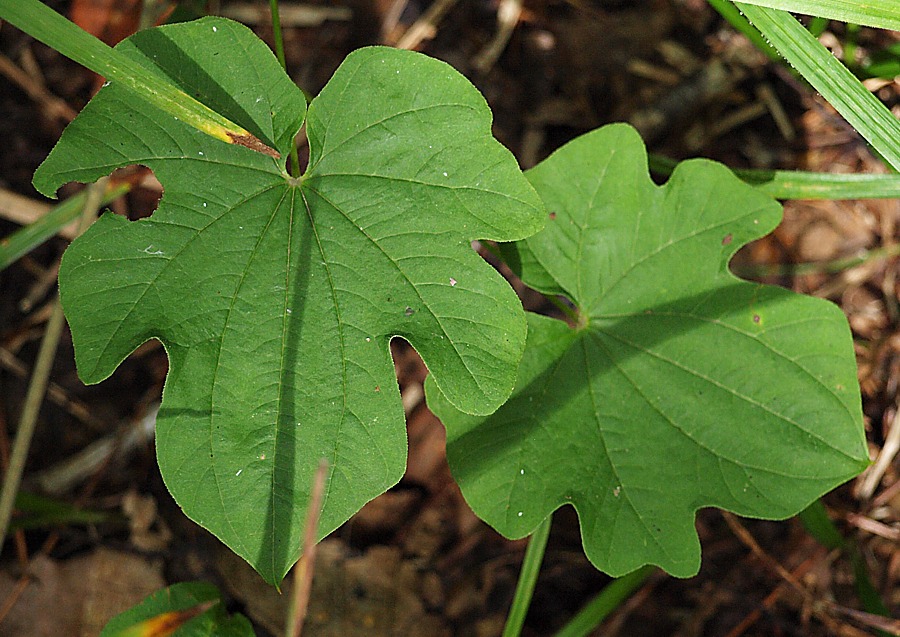 Изображение особи Dioscorea nipponica.