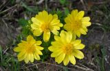 Adonis vernalis. Цветки. Самарская обл., Ставропольский р-н, окр. с. Жигули, залив Жигулёвская Труба, опушка широколиственного леса. 03.05.2021.