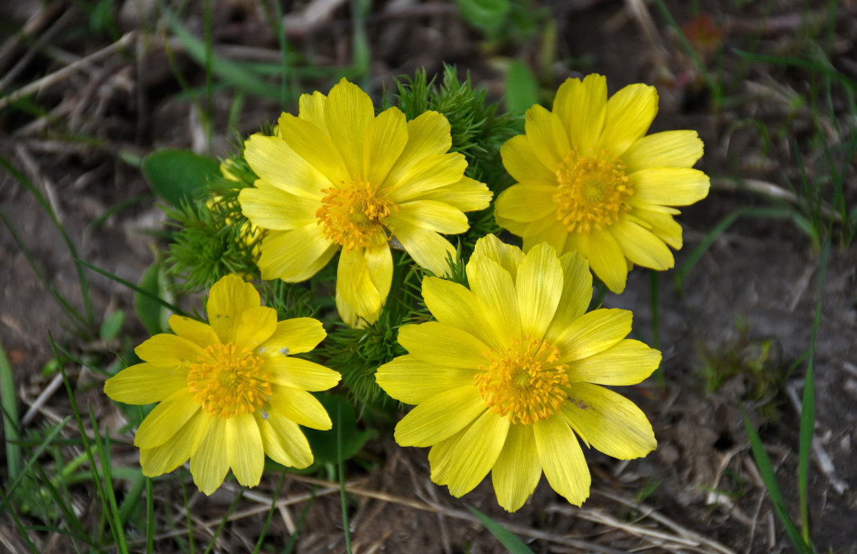 Image of Adonis vernalis specimen.