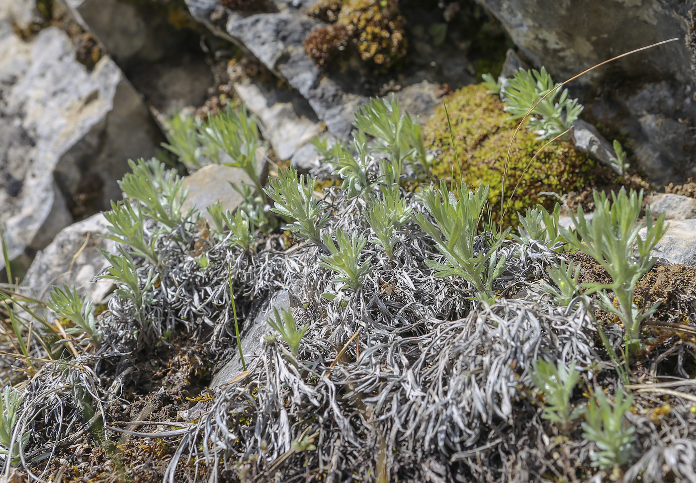 Image of Artemisia sericea specimen.