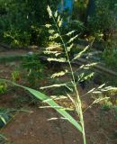 Sorghum halepense