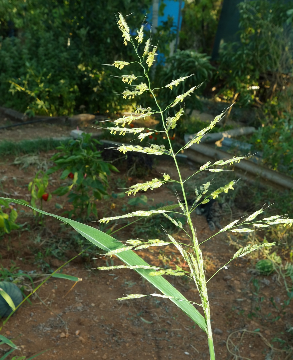 Image of Sorghum halepense specimen.