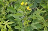 Thermopsis lupinoides