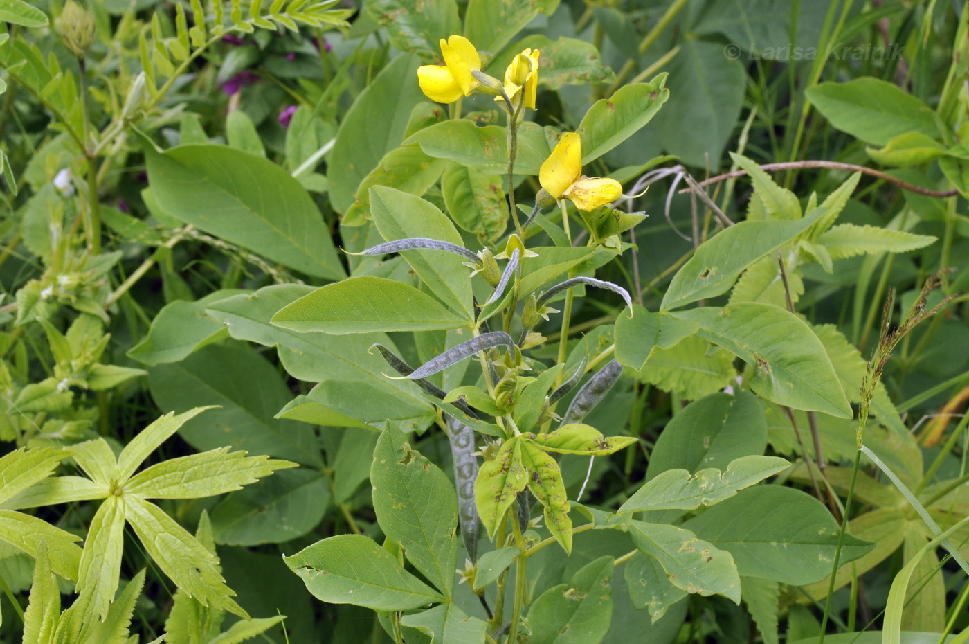 Изображение особи Thermopsis lupinoides.