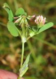 Trifolium angulatum