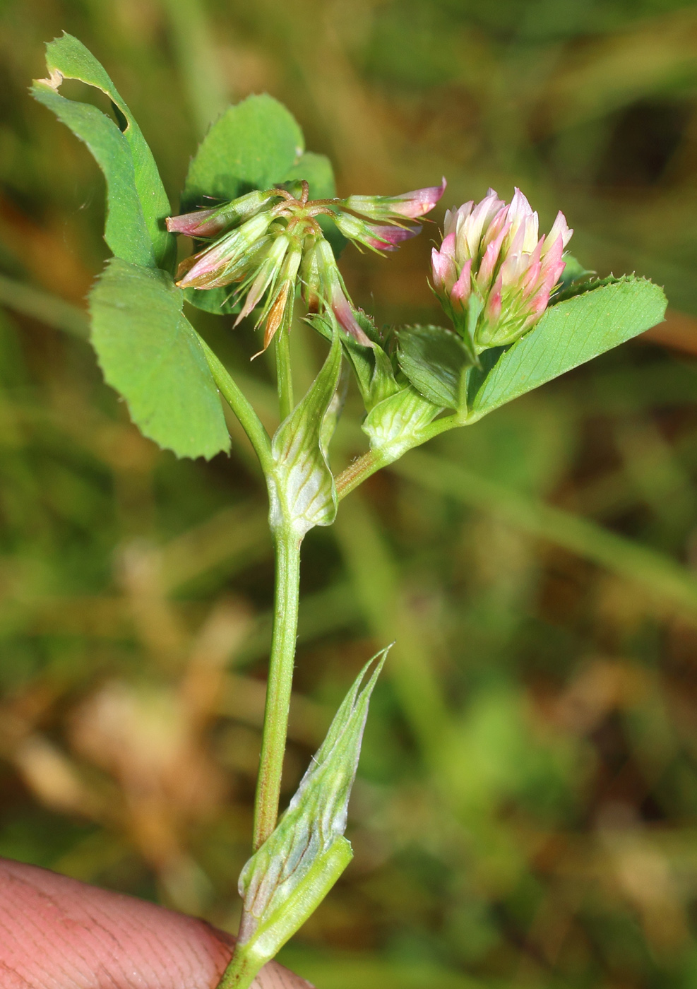 Image of Trifolium angulatum specimen.