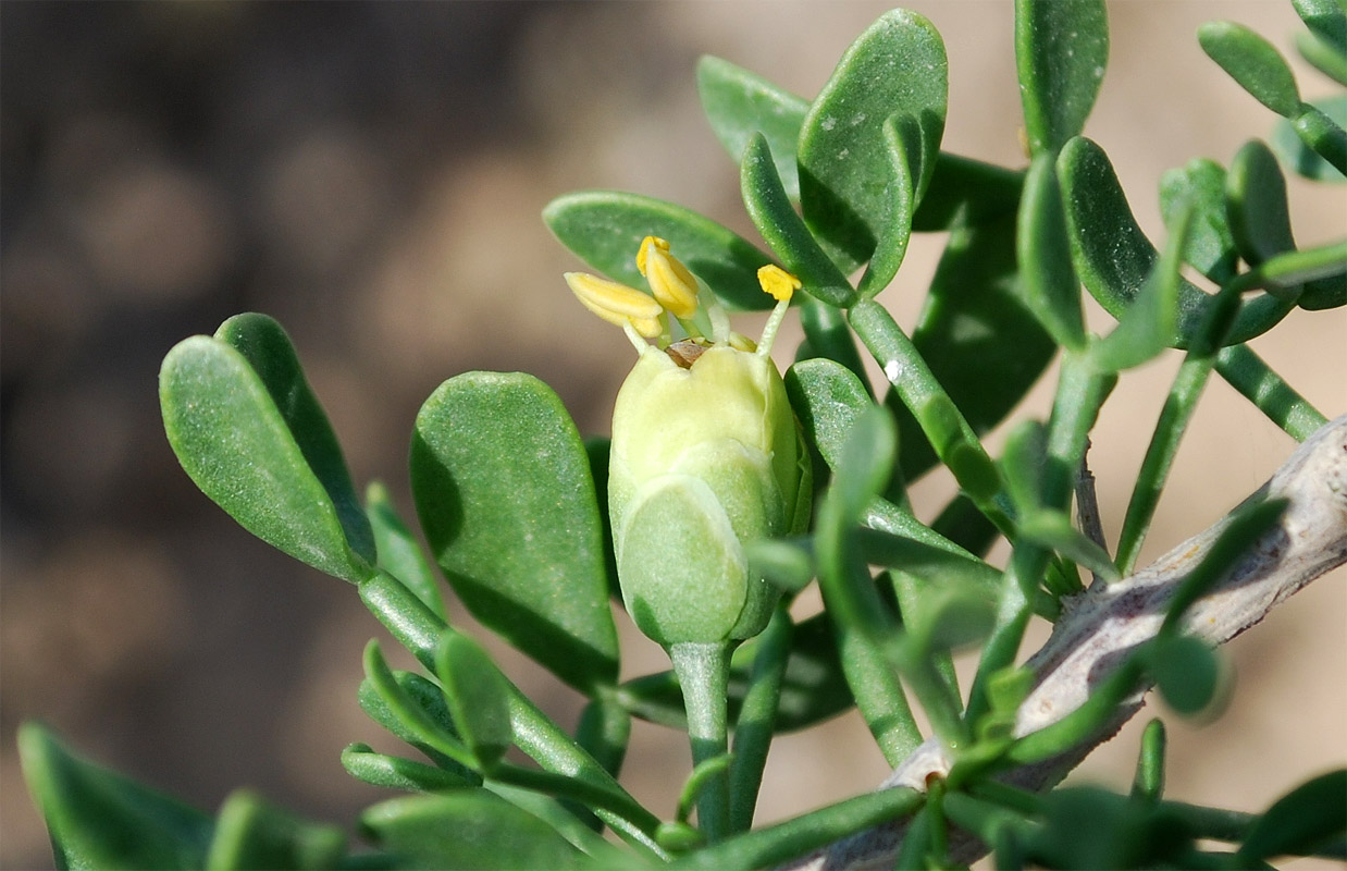 Изображение особи Zygophyllum ferganense.