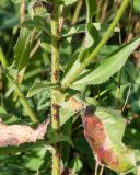 Picris hieracioides