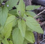 Scrophularia nodosa. Верхушка цветущего побега. Пермский край, Оханский р-н, Тулумбаихинское сельское поселение, Кунчурихинский бор, часто затапливаемый песчаный берег. 25.09.2021.