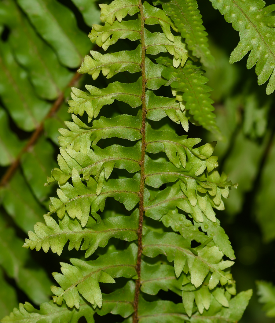 Изображение особи Nephrolepis exaltata.