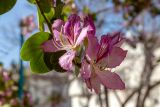 Bauhinia variegata