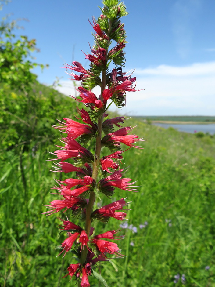 Image of Echium russicum specimen.