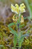 Pedicularis sibthorpii