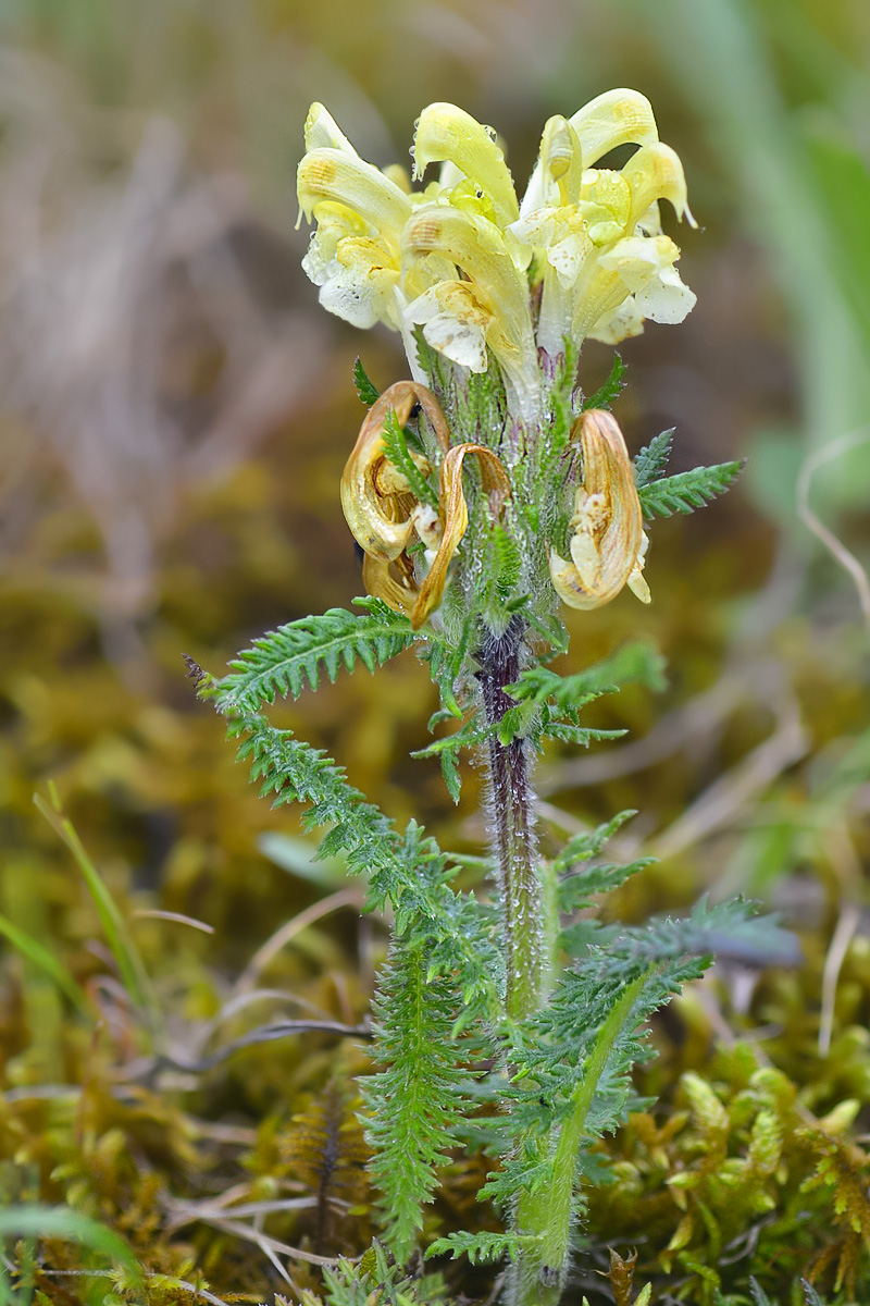 Изображение особи Pedicularis sibthorpii.