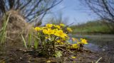 Caltha palustris