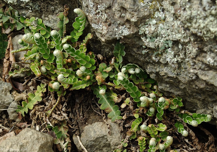 Image of Ceterach officinarum specimen.