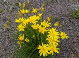 Tragopogon filifolius. Цветущее растение. Республика Северная Осетия-Алания, Ирафский р-н, Большой Кавказ, правый склон долины безымянного левого притока р. Сардидон, стекающего с пер. Гуларвцек, ≈ 2850 м н.у.м., щебенистый склон. 07.07.2021.