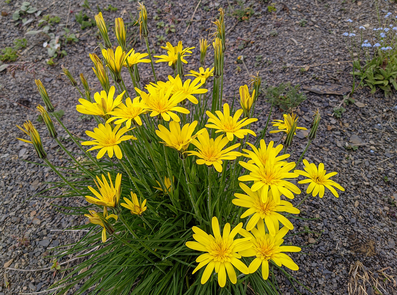 Image of Tragopogon filifolius specimen.