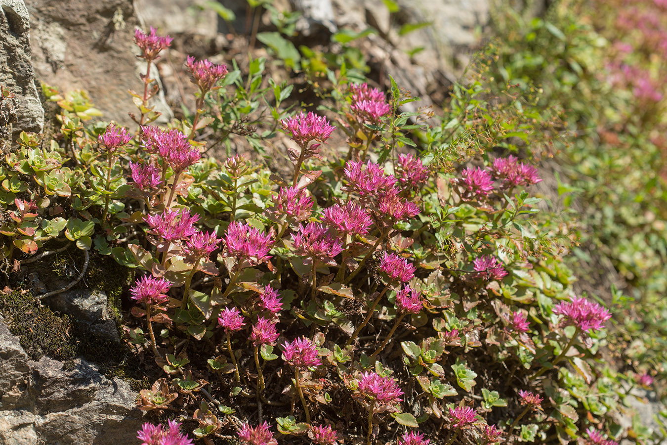 Изображение особи Sedum spurium.