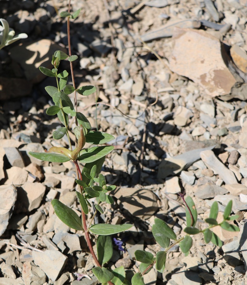 Image of Vinca herbacea specimen.