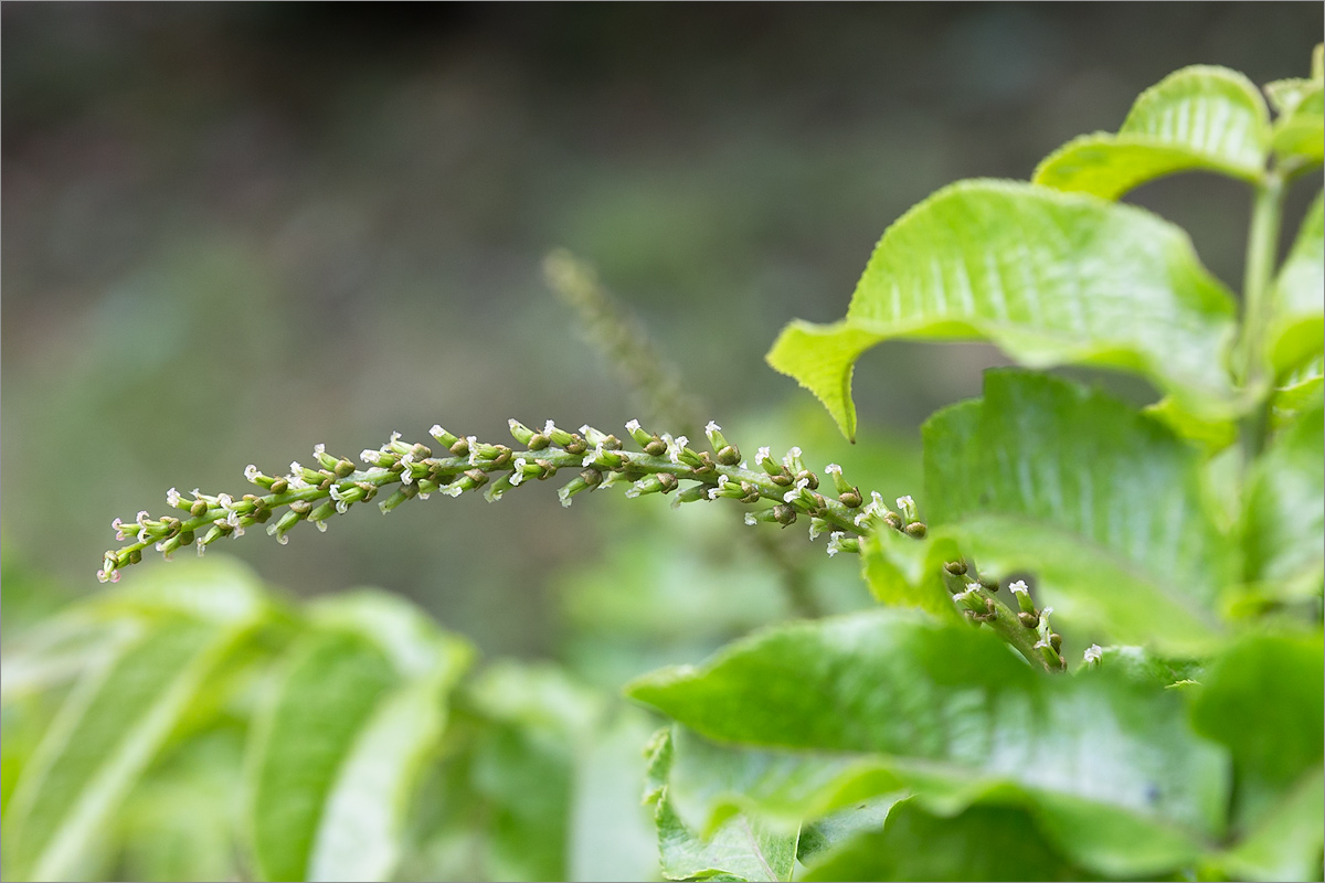 Изображение особи Pterocarya rhoifolia.