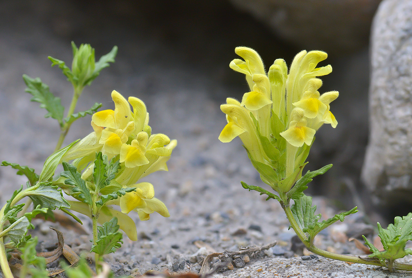 Image of Scutellaria raddeana specimen.