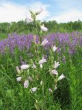 Campanula praealta