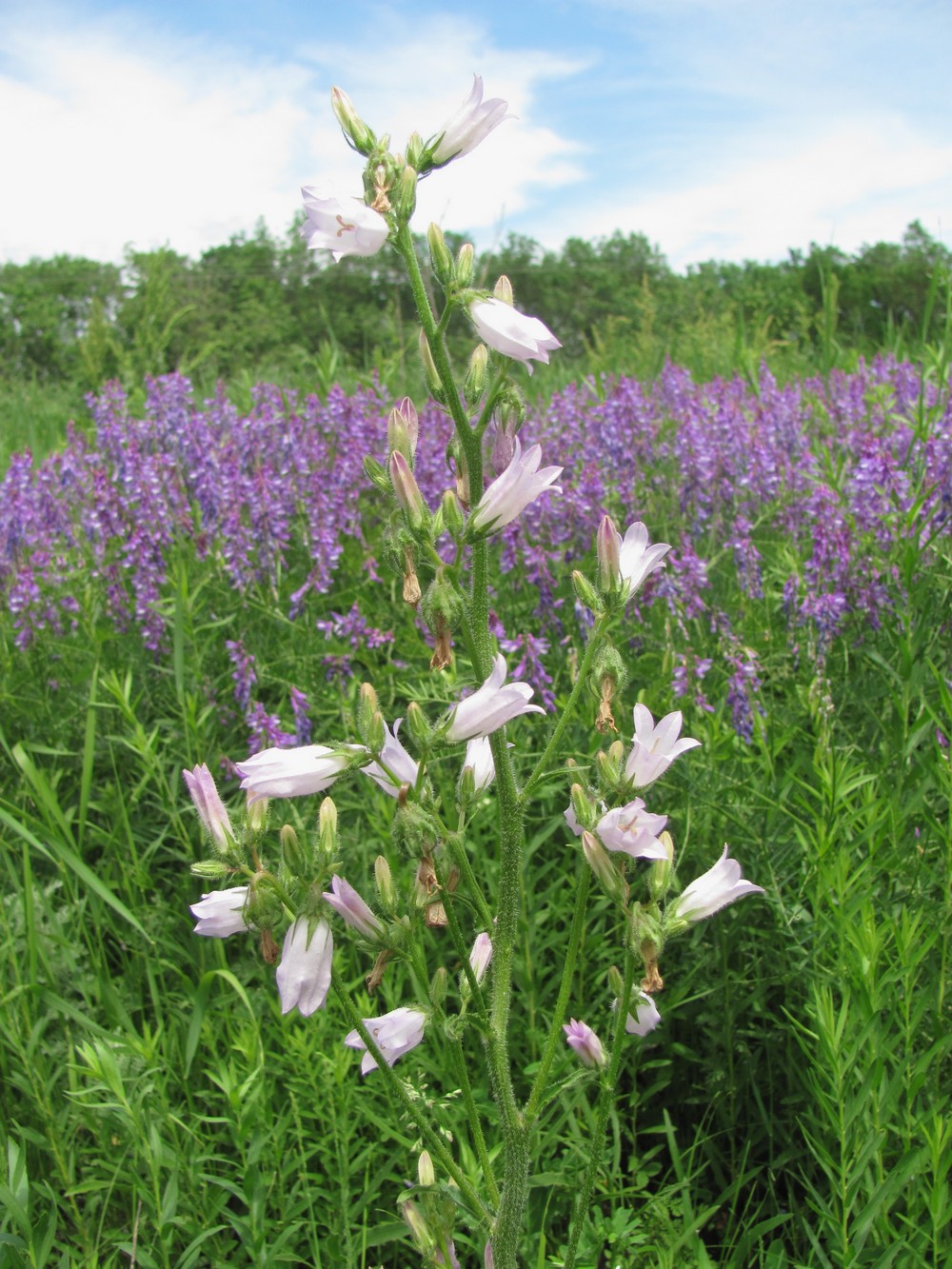 Image of Campanula praealta specimen.