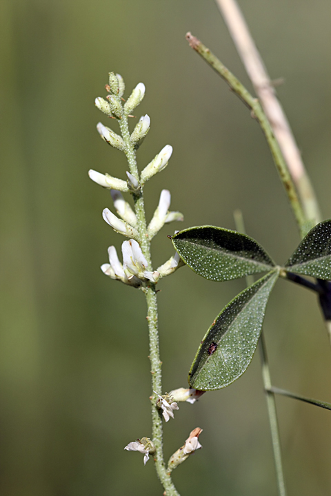 Изображение особи Meristotropis triphylla.