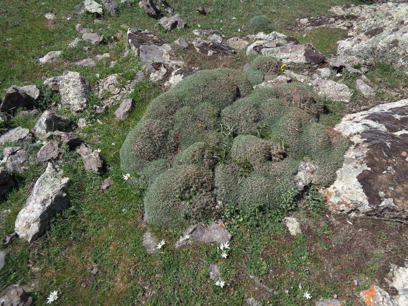 Image of Acantholimon hohenackeri specimen.