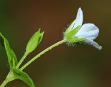 Pseudostellaria davidii