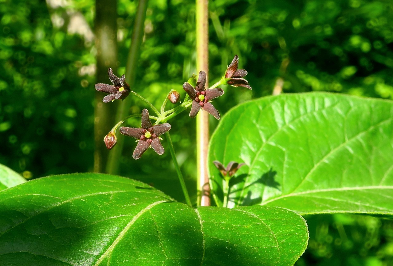 Image of Vincetoxicum scandens specimen.