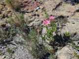 Catharanthus roseus. Цветущее растение. Мадагаскар, провинция Фианаранцуа, р-н Ихурумбе, окр. г. Раноира, заповедник \"Исало\", 03.12.2019.