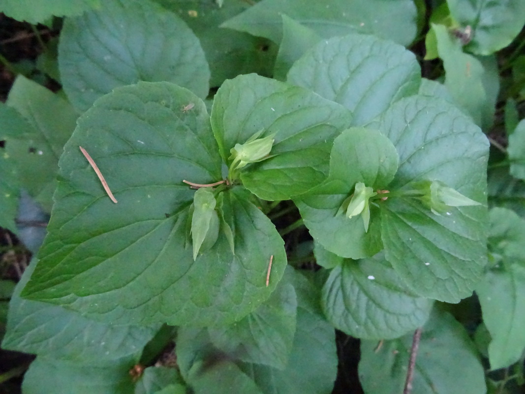 Изображение особи Viola mirabilis.