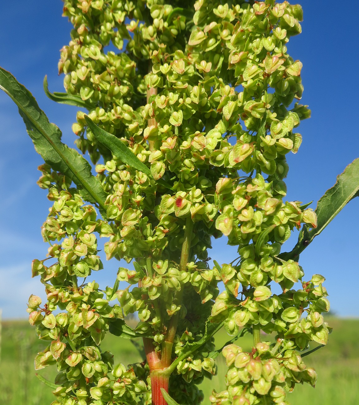 Image of Rumex crispus specimen.