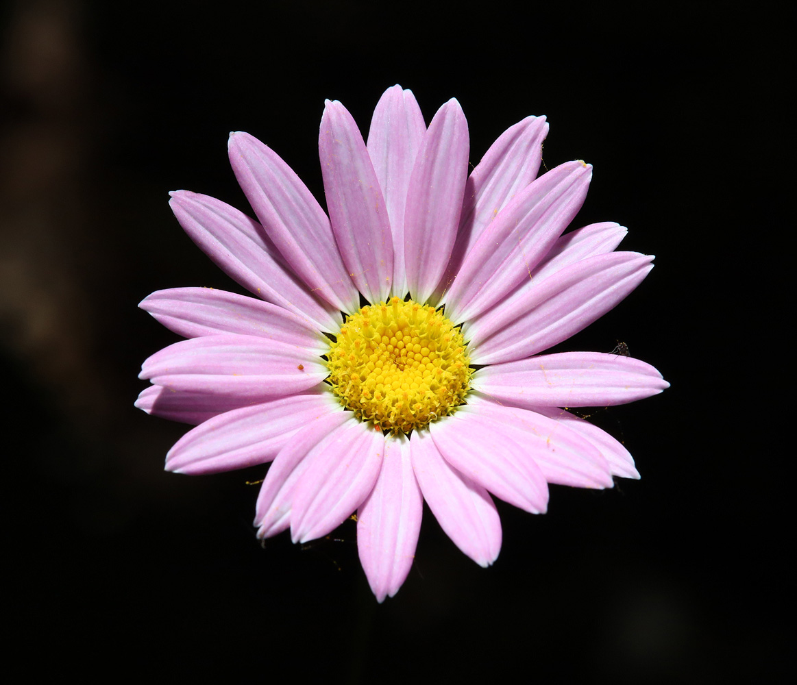 Изображение особи Pyrethrum coccineum.