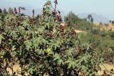 Ricinus communis. Побеги с соцветиями. Эфиопия, провинция Амхара, аураджа Северное Шоа, Ankober Palace Lodge. 22.12.2014.
