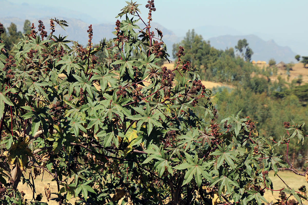 Image of Ricinus communis specimen.