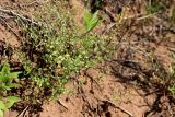 Arenaria serpyllifolia