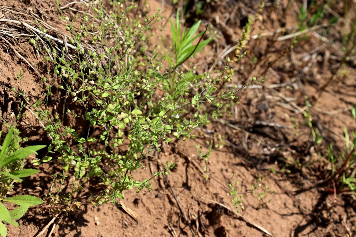 Image of Arenaria serpyllifolia specimen.