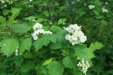 genus Crataegus. Побеги с соцветиями. Тверская обл., г. Тверь, Заволжский р-н, набережная Афанасия Никитина, в озеленении. 4 июня 2022 г.