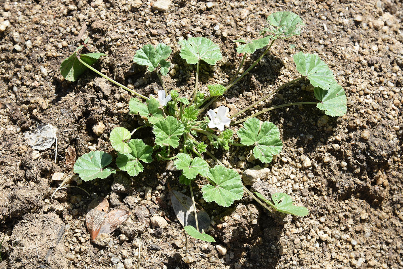 Image of Malva neglecta specimen.