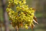 Acer platanoides