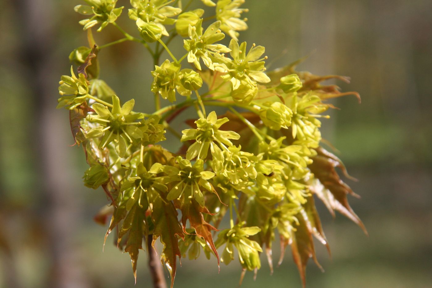 Image of Acer platanoides specimen.