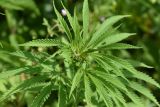 Cannabis sativa разновидность spontanea. Верхушка вегетирующего растения. Республика Ингушетия, Джейрахский р-н, заброшенное селение Эгикхал, луг рядом с башнями. 22 июня 2022 г.