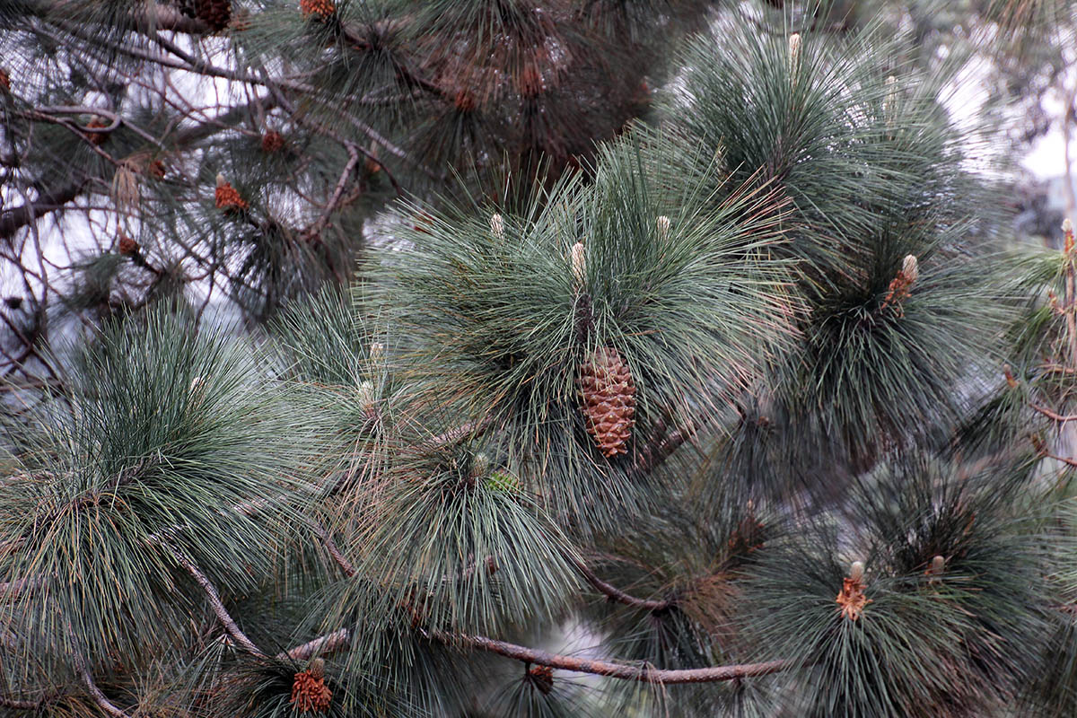 Изображение особи род Pinus.