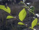 Ulmus pumila