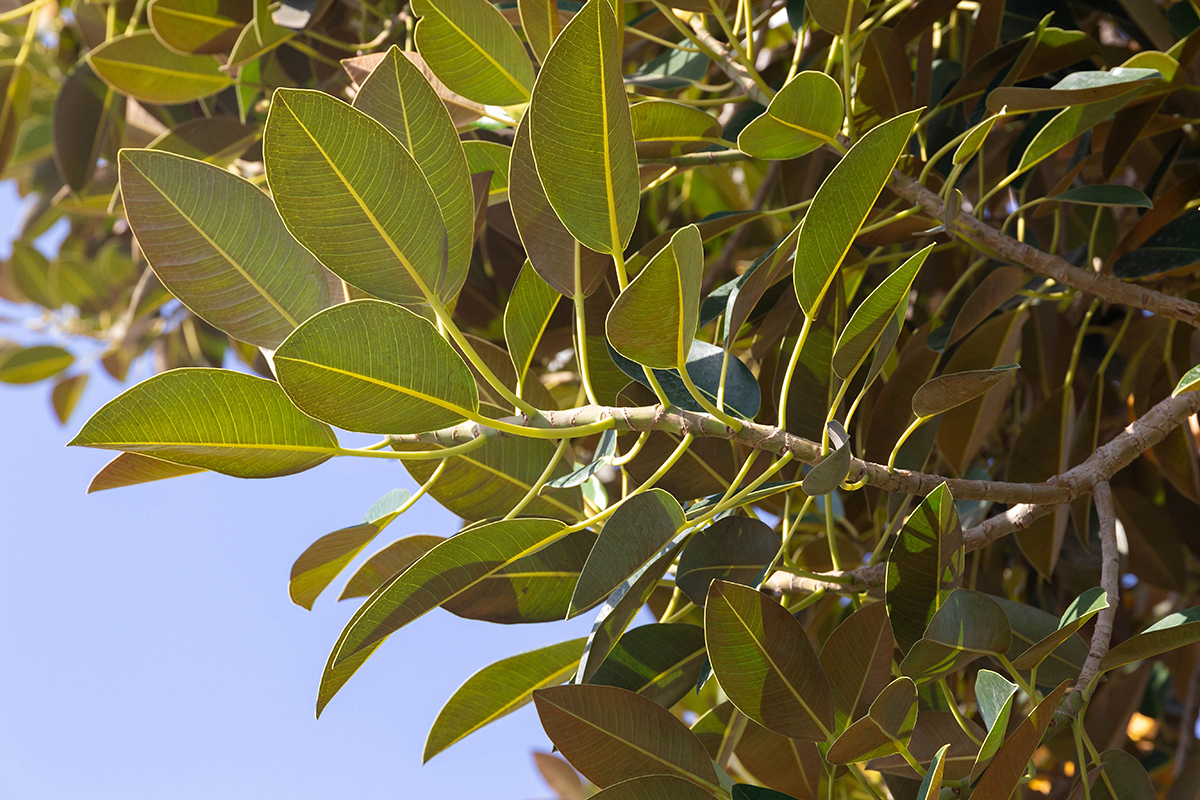 Image of Ficus rubiginosa specimen.