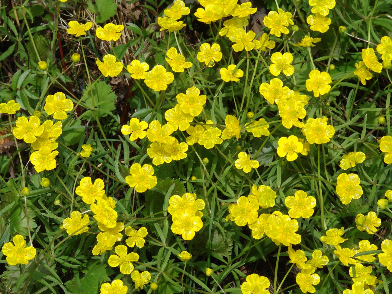 Image of Ranunculus monophyllus specimen.