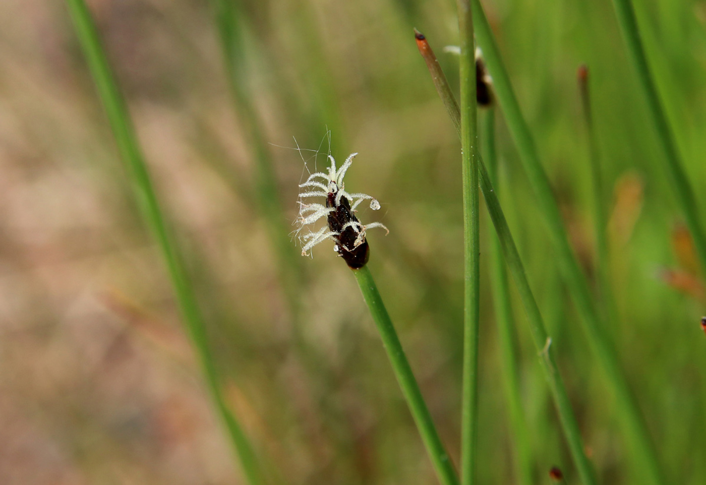 Image of genus Eleocharis specimen.